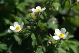 Ranunculus aconitifoliusWitte boterbloem bestellen